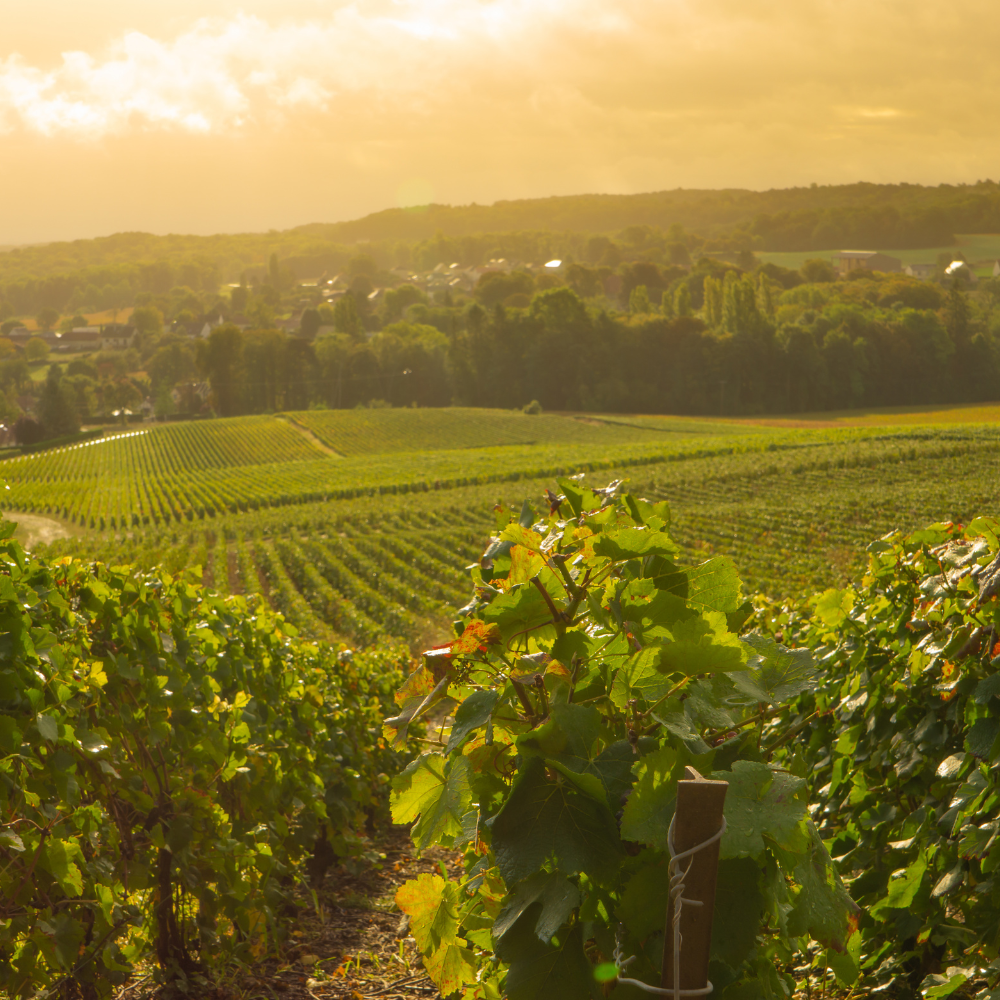 champagne vini champes