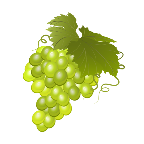 champagnes HVE BIO