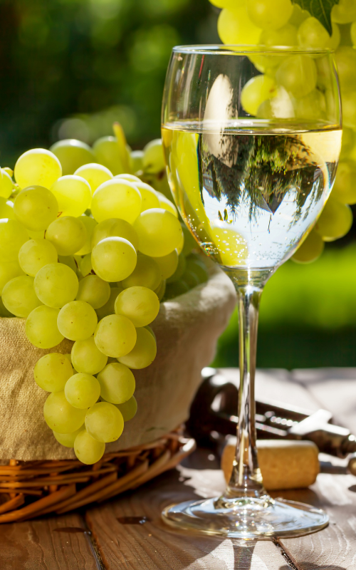 vignes chamapgne